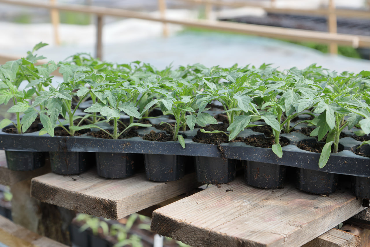 Технология выращивания 60-дневной рассады томата для открытого грунта
