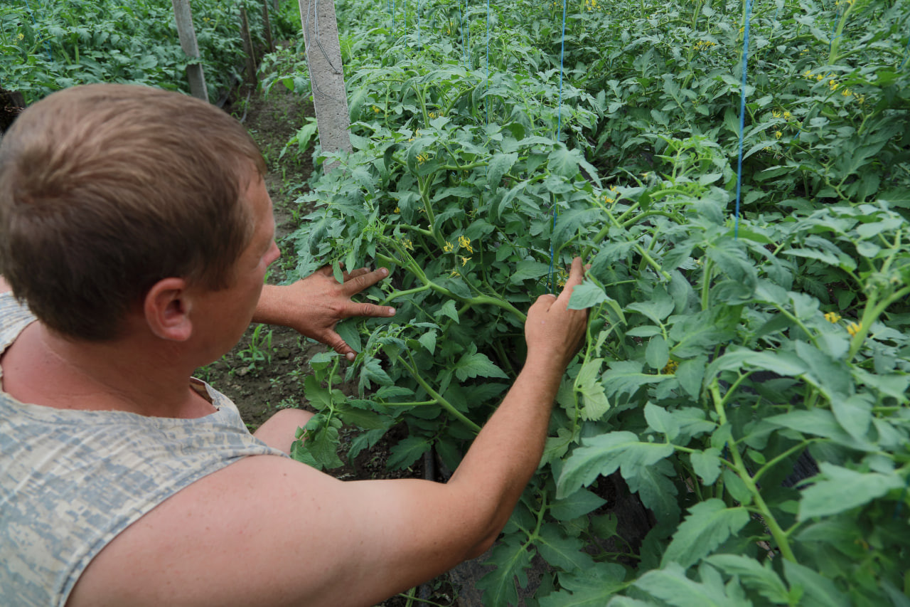 Фермер в теплице с томатами